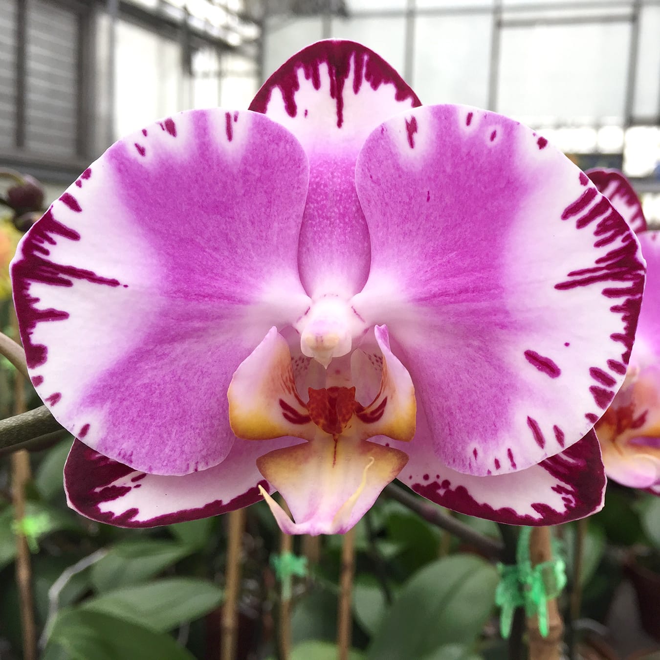 Phalaenopsis Pearl Beauty (variegata)