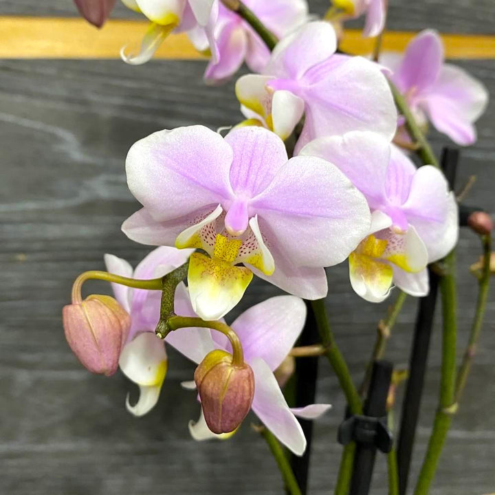 Phalaenopsis Pinlong Cheris