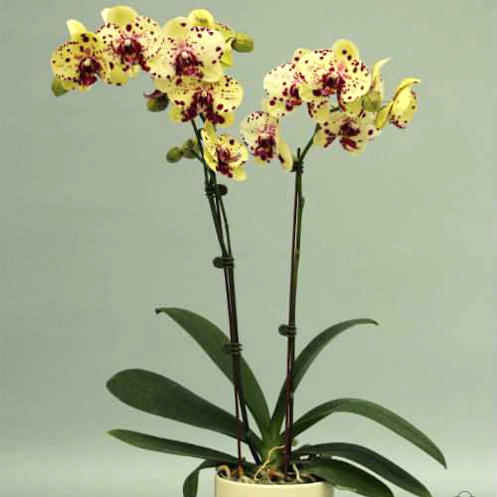 Phalaenopsis Sogo Aerea