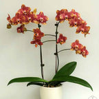 Phalaenopsis Sogo Rondini