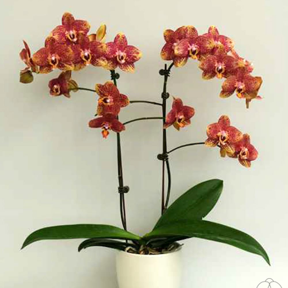 Phalaenopsis Sogo Rondini