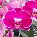 Phalaenopsis Sogo Yumanta