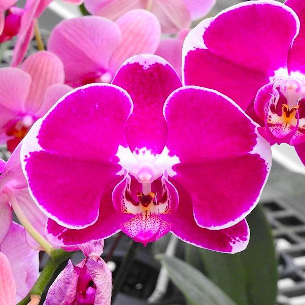 Phalaenopsis Sogo Yumanta