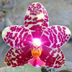 Phalaenopsis Sogo Lobby