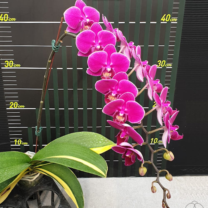 Phalaenopsis Sun Jye Diamond (variegata)