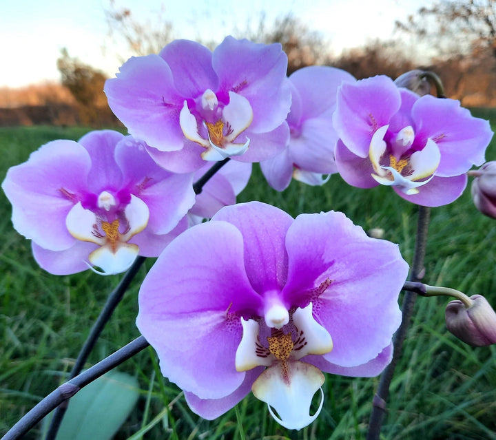 Phalaenopsis Taisuco Anna (peloric)