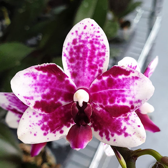 Orchid Phalaenopsis Taisuco Micky 'Mickey' – Floraria Secret Garden (SG)