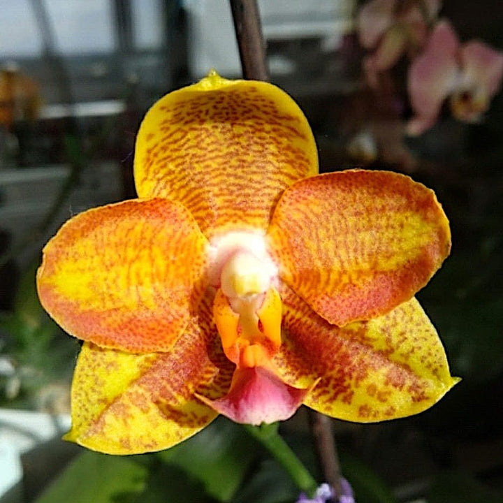 Phalaenopsis Tong Yi Yu Shiou