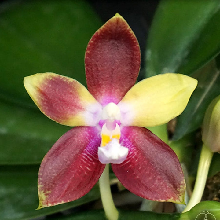 Phalaenopsis tetraspis × Phalaenopsis Dragon Tree Eagle