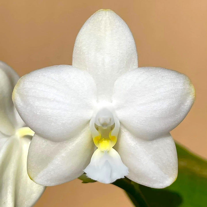 Phalaenopsis Tzu Chiang Chrisna