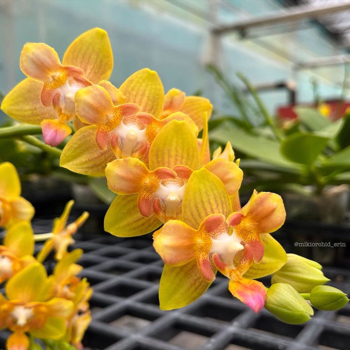 Phalaenopsis Yaphon Perbalm (peloric - 3 lips)