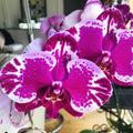 Phalaenopsis Younghome New York - XL virágok