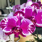 Phalaenopsis Younghome New York - XL virágok