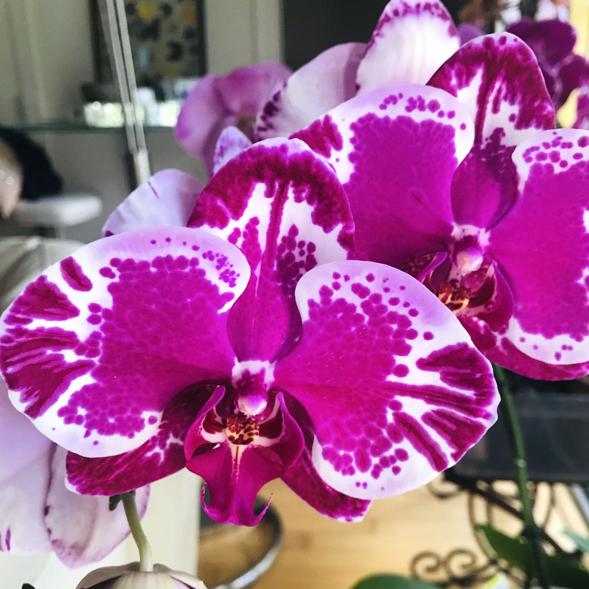 Phalaenopsis Younghome New York - fiori XL