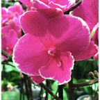 Phalaenopsis Younghome Pinying '0792'