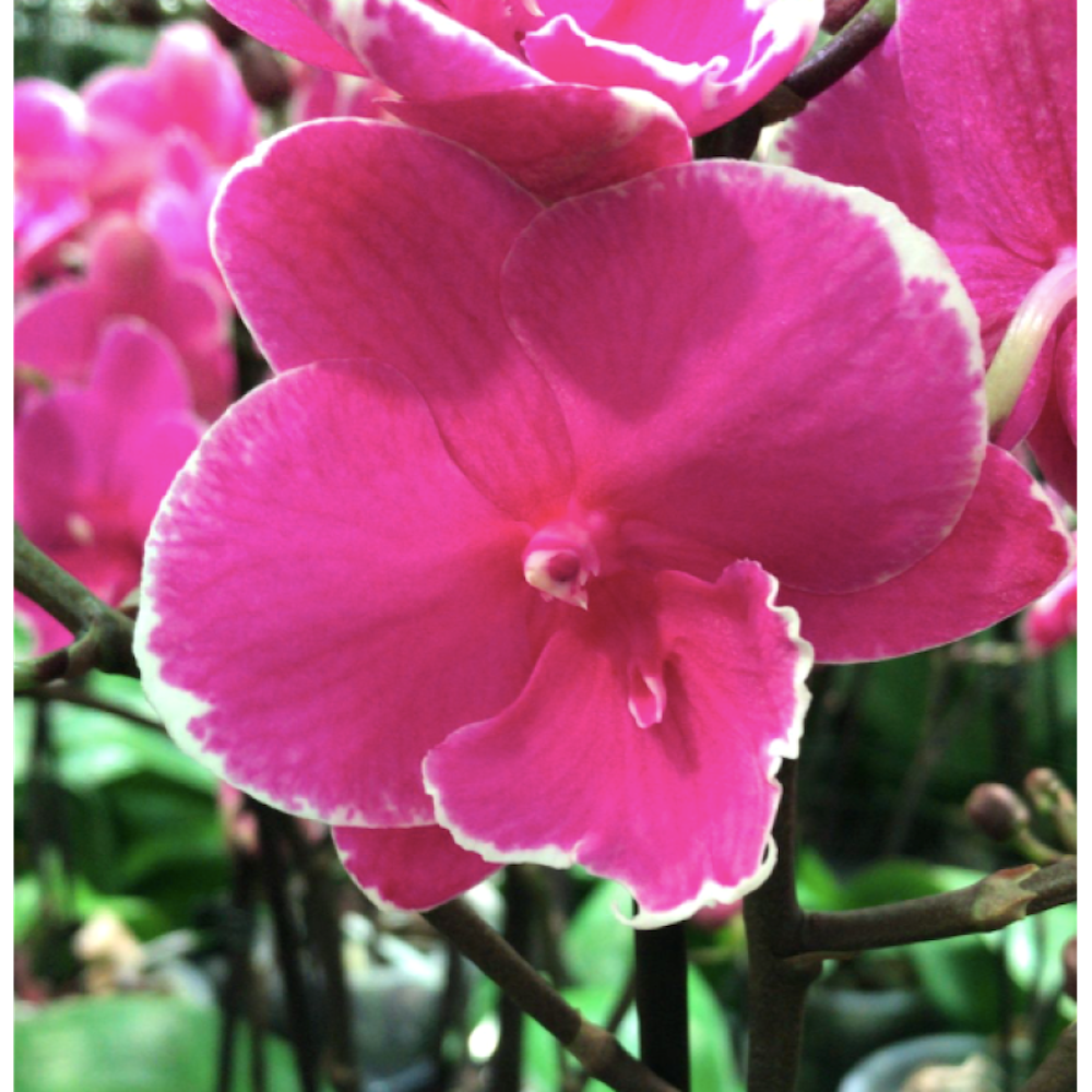 Phalaenopsis Younghome Pinying '0792'