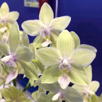 Phalaenopsis Yushan Moonlight