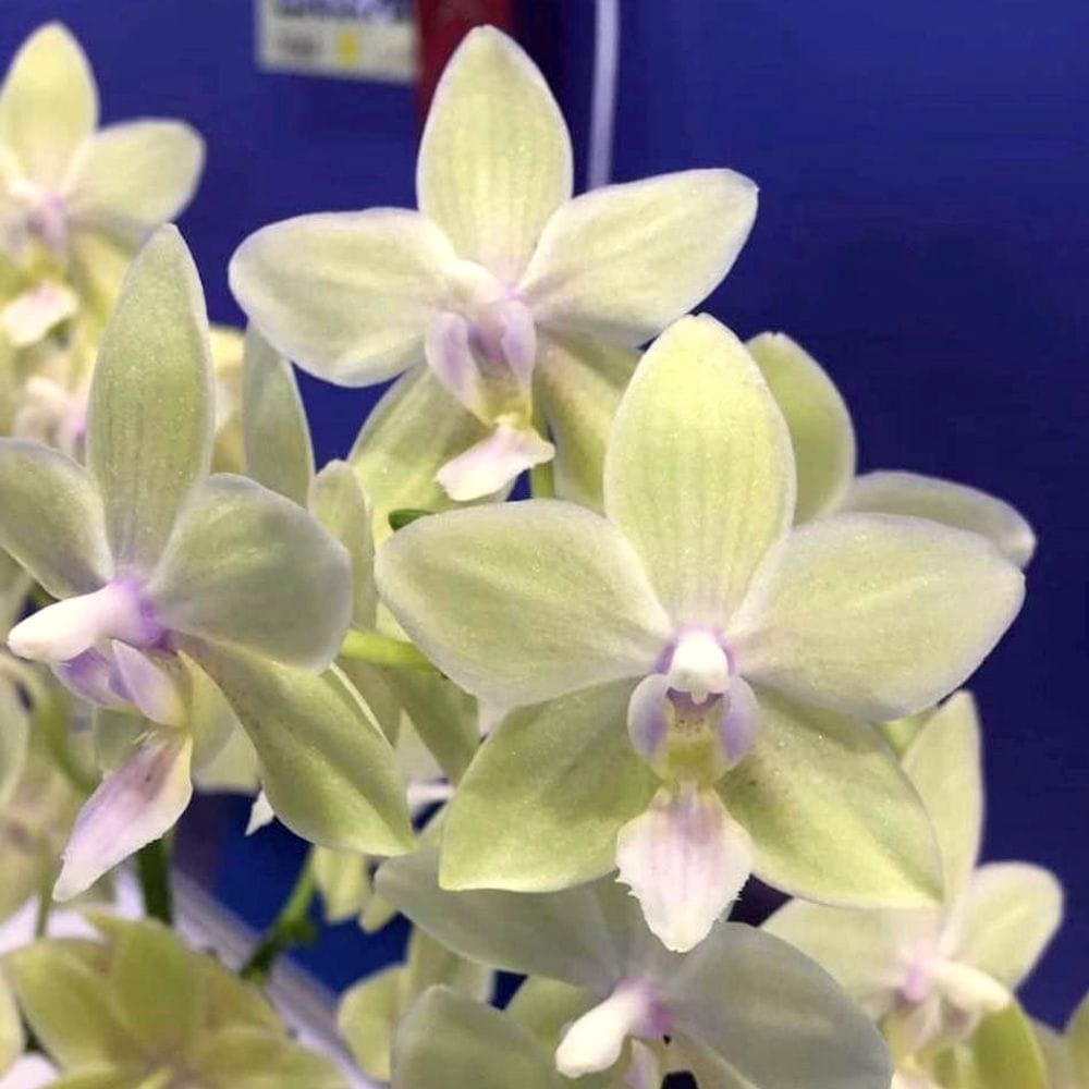 Phalaenopsis Yushan Moonlight