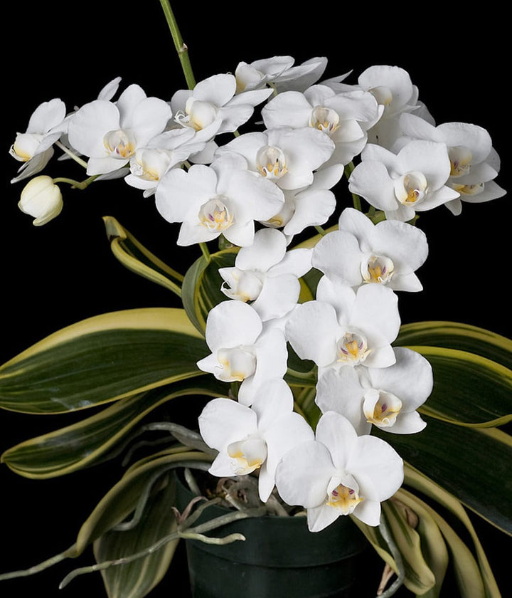 Phalaenopsis amabilis (Variegata - half moon)