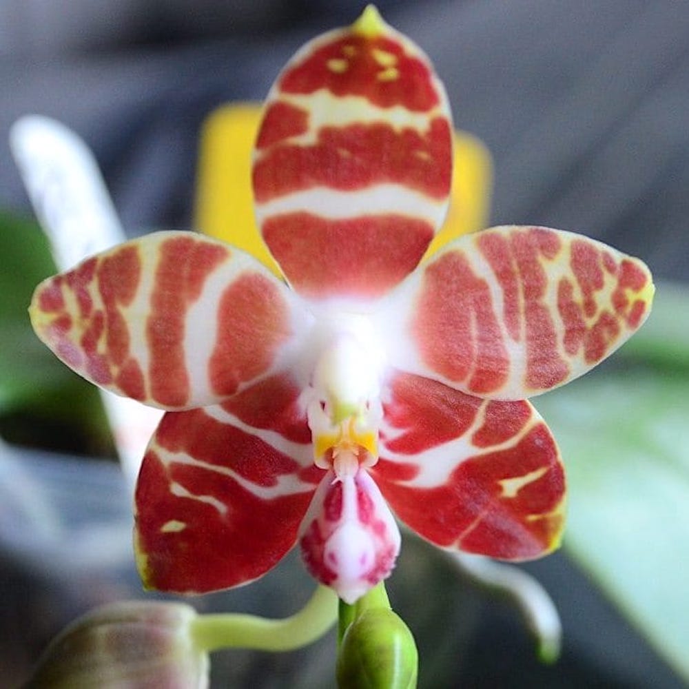 Phalaenopsis amboinensis