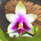 Phalaenopsis bellina *fragrant