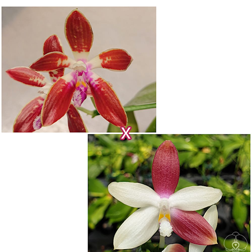 Phalaenopsis corningiana × tetraspis 'C1'