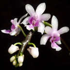 Phalaenopsis deliciosa