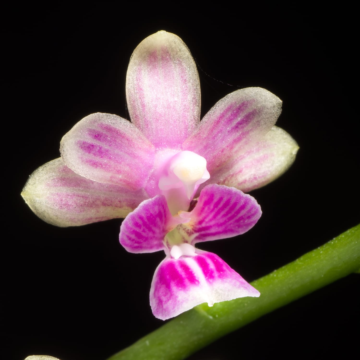 Phalaenopsis deliciosa