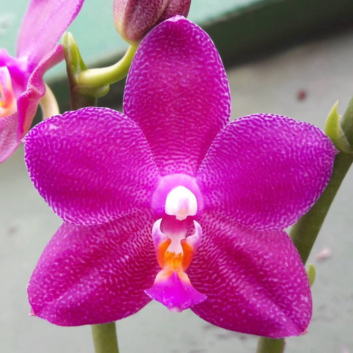 Phalaenopsis Ember