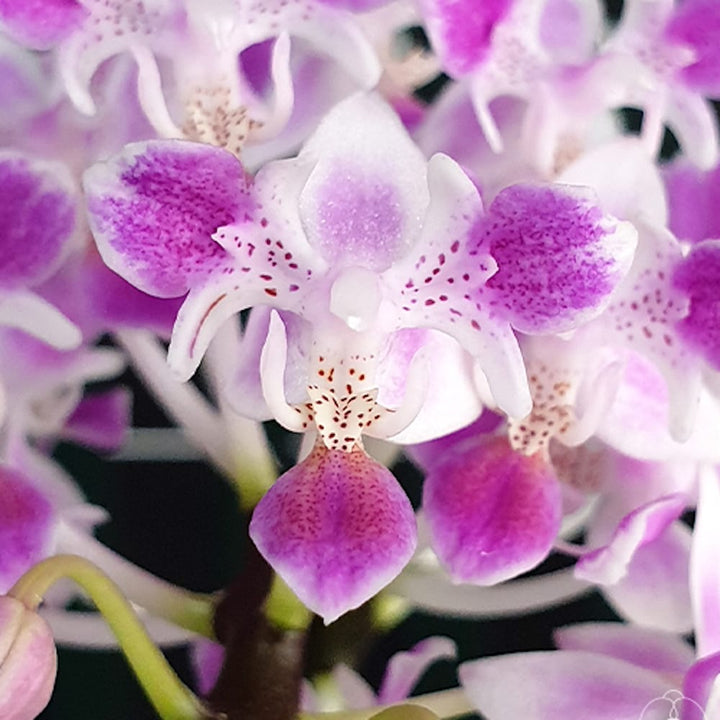 Phalaenopsis equestris 'Pink Anchor' (peloric)