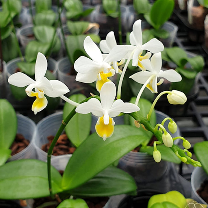 Phalaenopsis equestris var. aurea