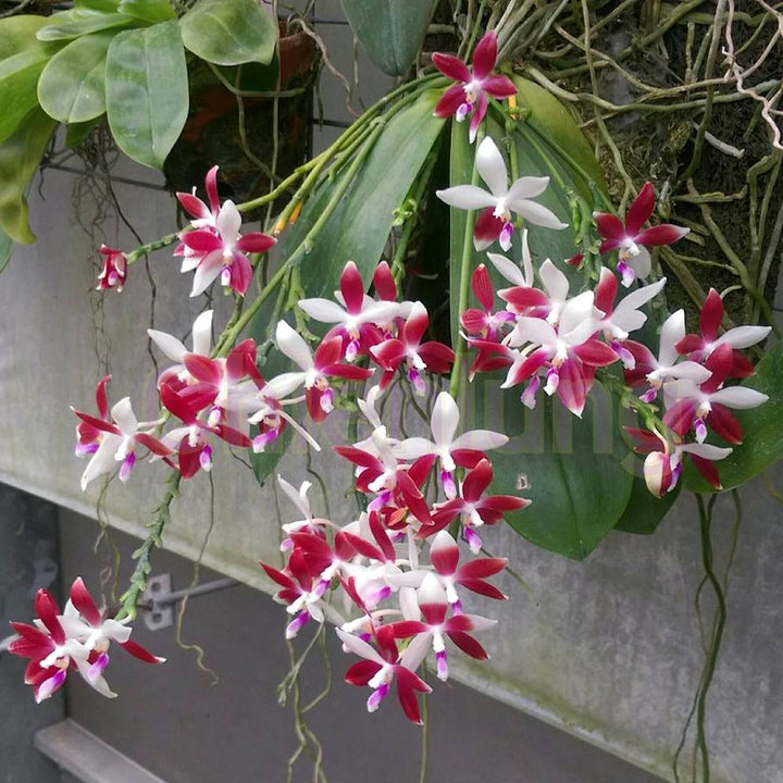 Phalaenopsis tetraspis 'C2'