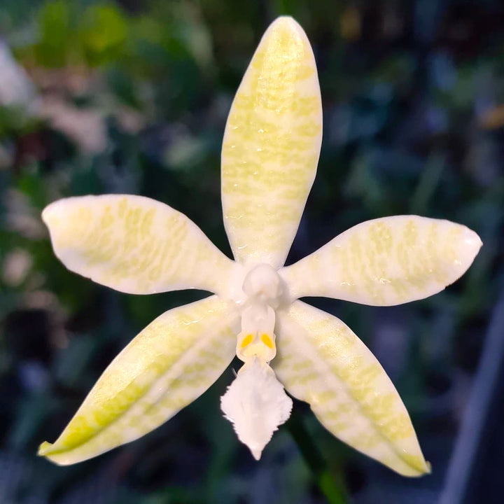 Phal. hieroglyphica var. flava