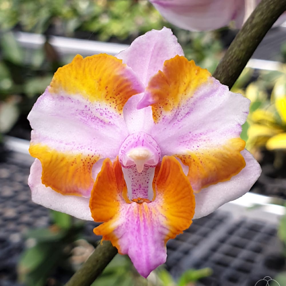 Phalaenopsis pulcherrima '525' (peloric)