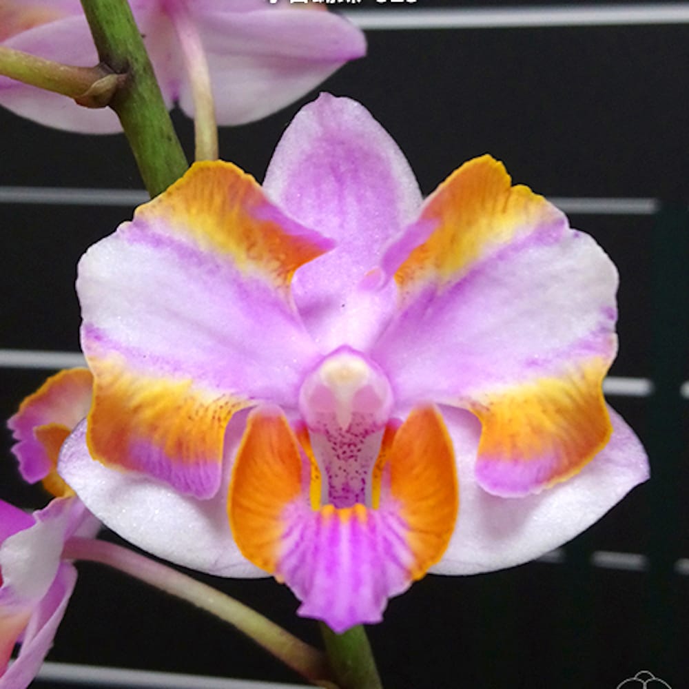 Phalaenopsis pulcherrima '525' (peloric)