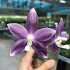 Phalaenopsis speciosa 'Super Purple'