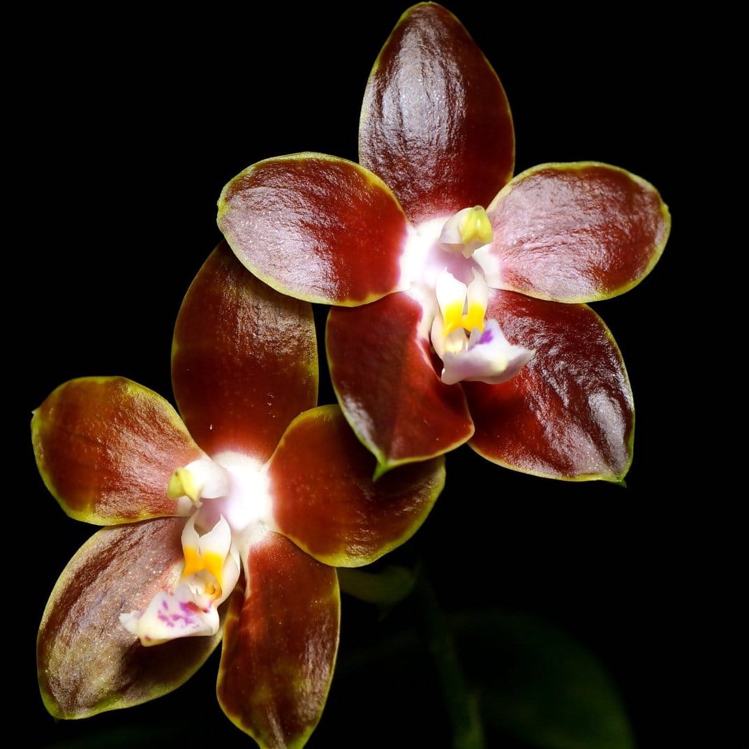 Phalaenopsis venosa 'CH' (Red Form)