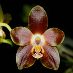 Phalaenopsis venosa 'CH' (Red Form)