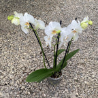 Phalaenopsis Adelaide