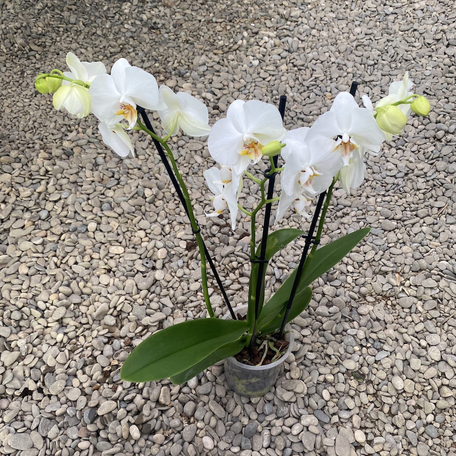 Phalaenopsis Adelaide