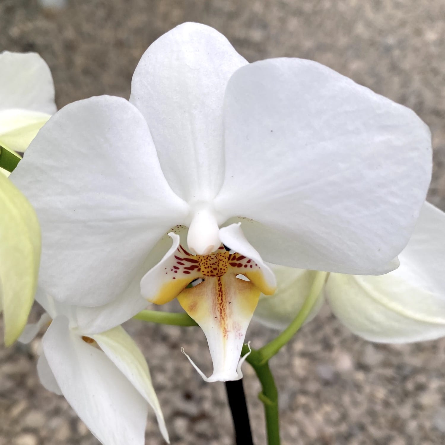 Phalaenopsis Adelaide