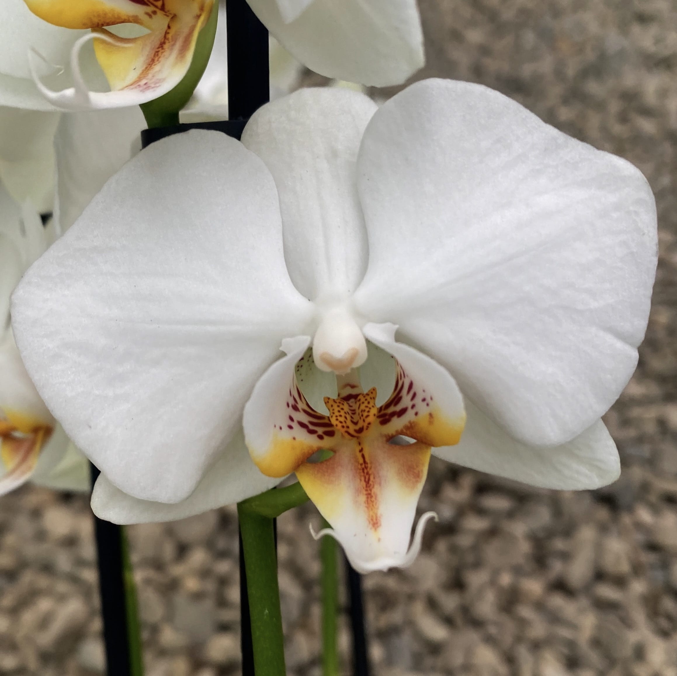 Phalaenopsis Adelaide