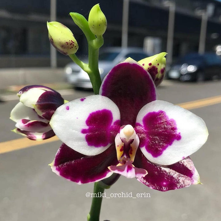 Phalaenopsis Allura Medina