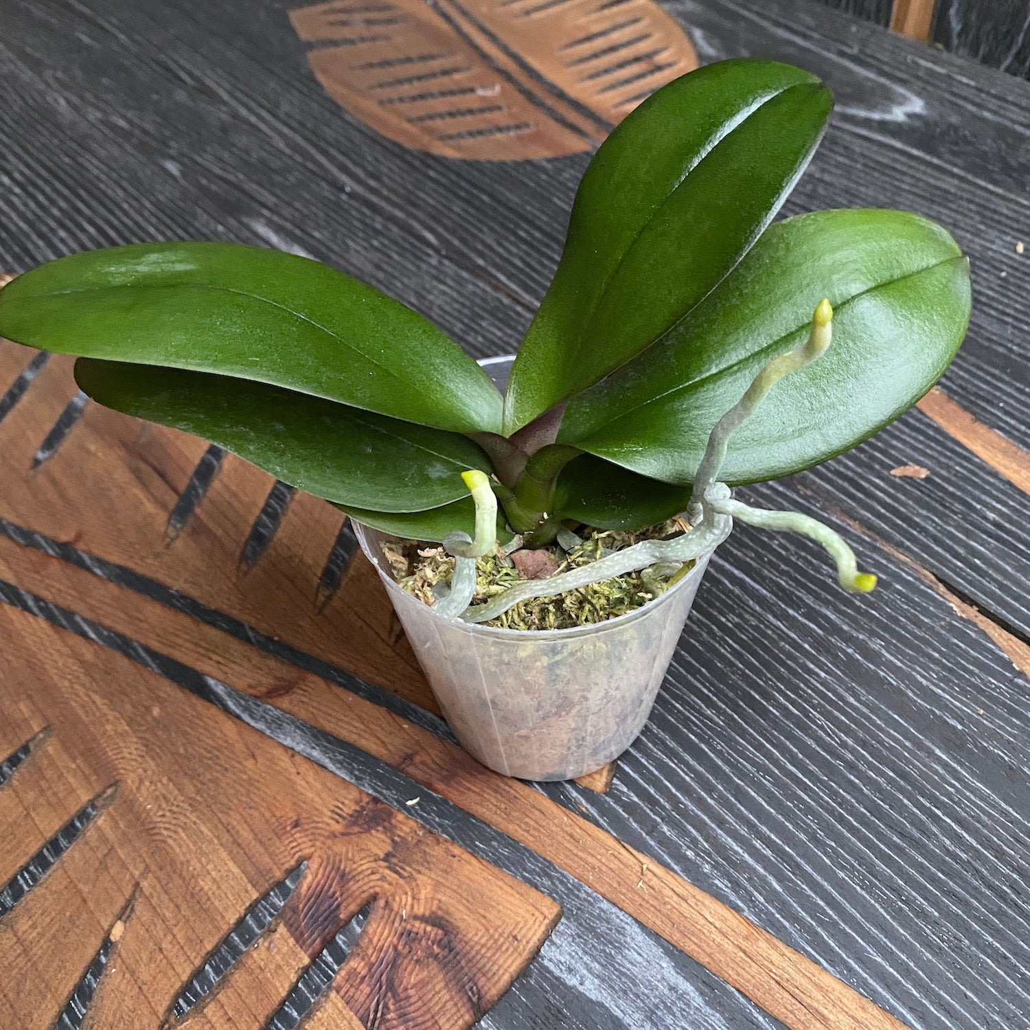 Phalaenopsis Allura Dracarys - big lip