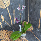 Phalaenopsis Allura Medina