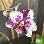 Phalaenopsis Allura Medina