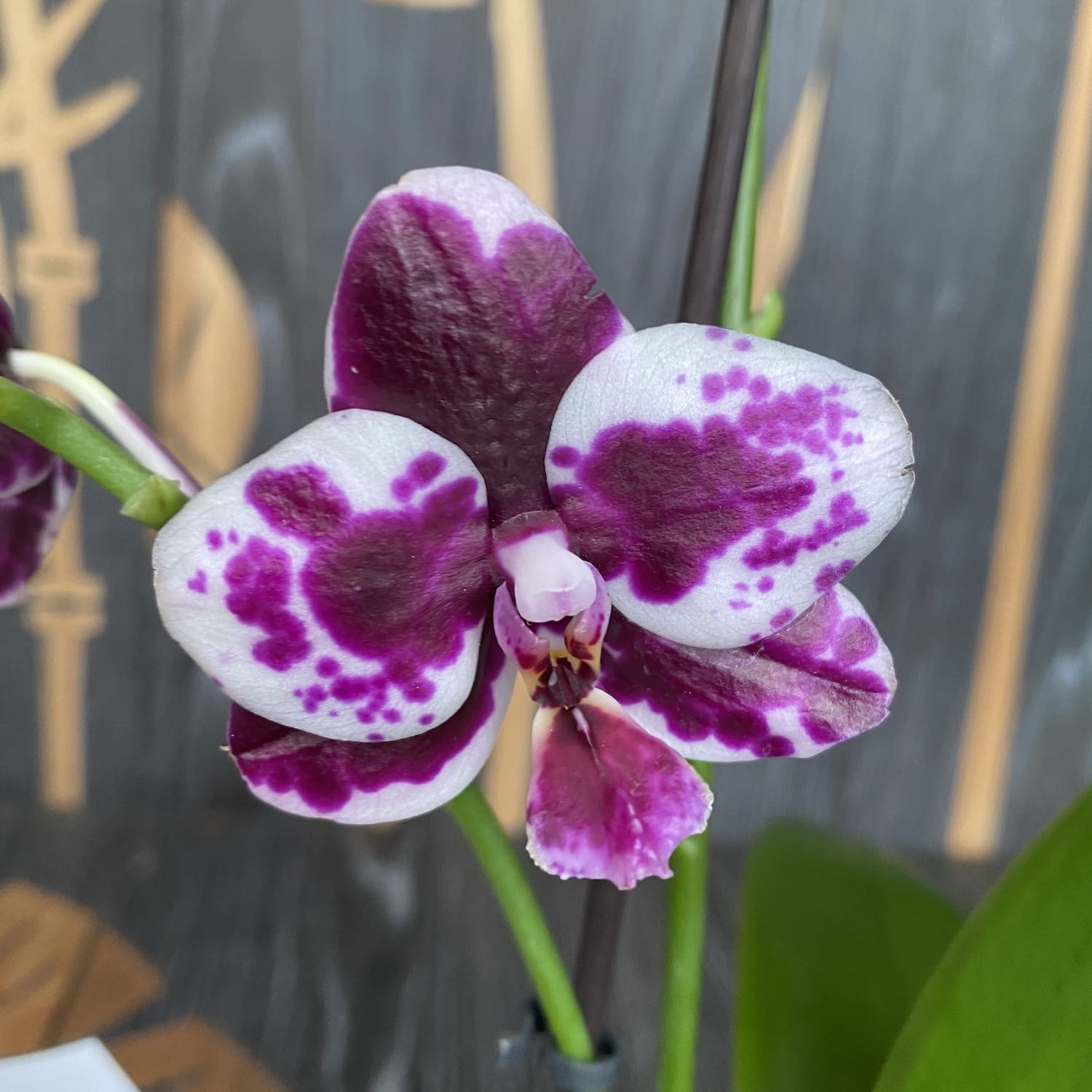 Phalaenopsis Allura Medina