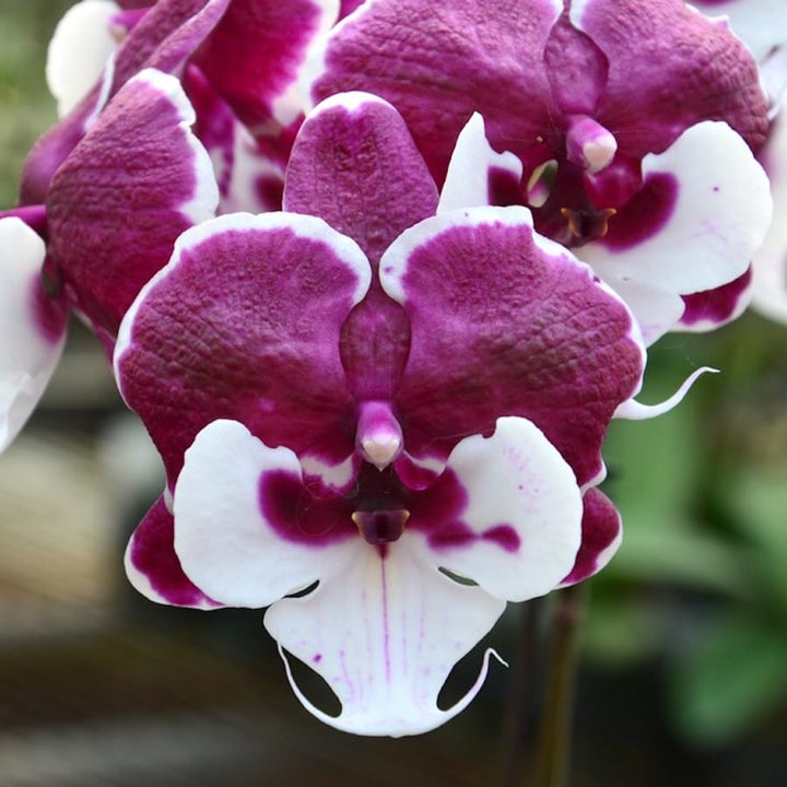 Phalaenopsis Allura Santa Claus