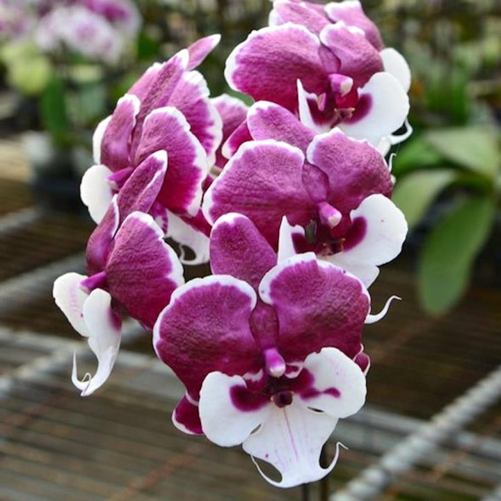 Phalaenopsis Allura Santa Claus