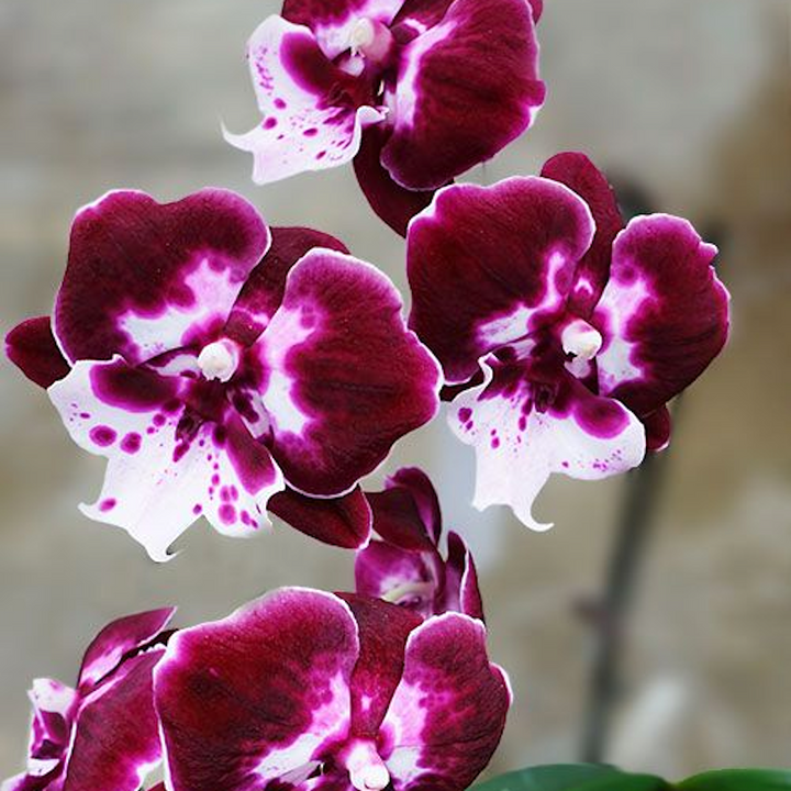 Phalaenopsis Allura Santa Claus